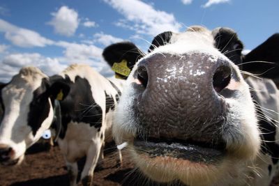 Withdrawal of critical veterinary medicines could have ‘severe impact’ on NI