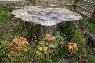 Video captures Sycamore Gap tree being cut down in less than three minutes