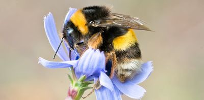 Bees, fish and plants show how climate change’s accelerating pace is disrupting nature in 2 key ways