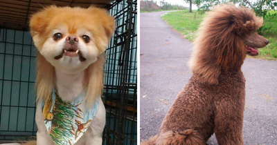 30 Pics Of Dogs With Mullets That Are Making The Internet Confused