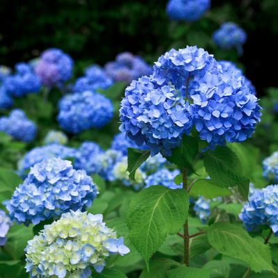 Garden experts reveal the clever trick that turns hydrangea blooms from pink to blue - and all you need is a tea bag