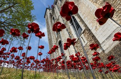 Poppies Flourish At Tower Of London For WWII Anniversary