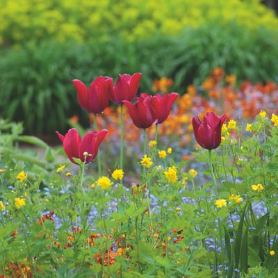Should you deadhead tulips? What you need to know if you want your bulbs to flower again next year