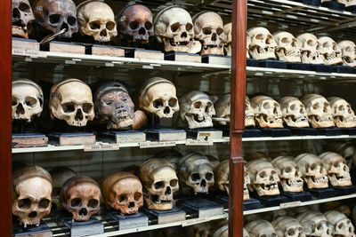 University repatriates centuries-old skulls to Japan: ‘We believe they are pleased to return home’