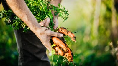 Fertilizing carrots is vital for large, tasty roots – discover when to feed and the best products to use, plus what to avoid