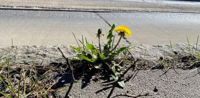 How dandelions conquered concrete to bring nature back to cities