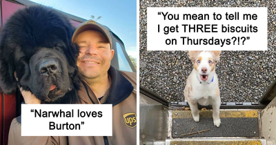 35 Times UPS Drivers Were Lucky To Meet Dogs On Their Routes And Shared The Pics On This Group (New Pics)