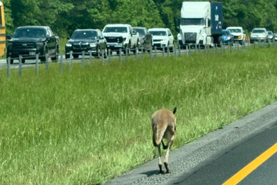 Bizarre moment driver spots a kangaroo bouncing down the highway in Alabama