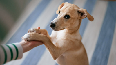 How to greet a dog (the right way), according to a vet