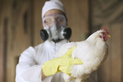 Top virologists raise alarm over potential for bird flu pandemic