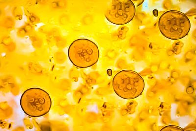 Health warning after parasite outbreak linked to farm petting session