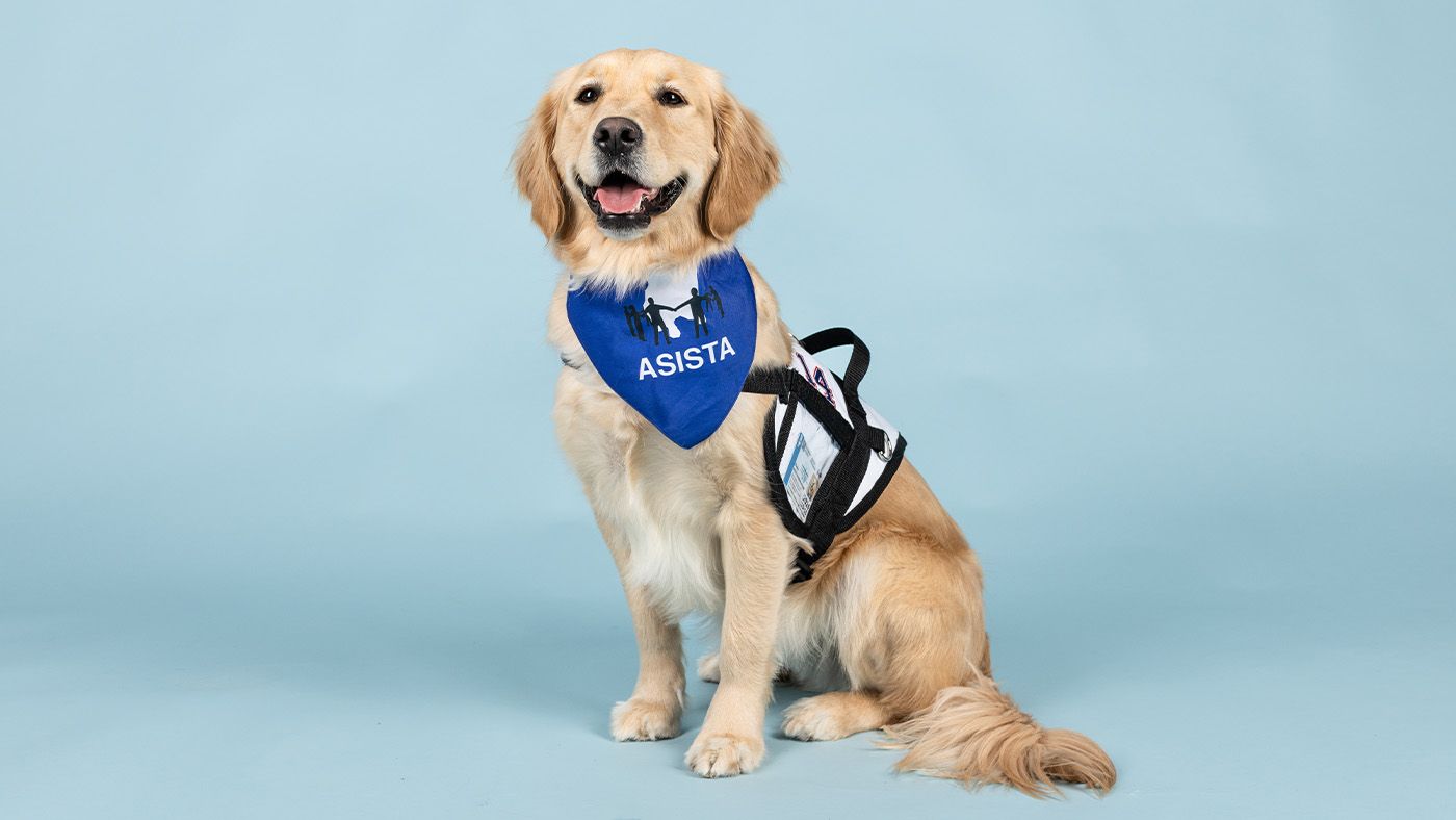 Golden retriever surrendered to shelter gets a new…(01)