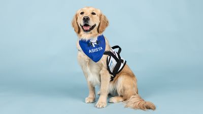 Golden retriever surrendered to shelter gets a new chance at life as a therapy dog