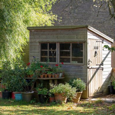 Pest experts reveal the reason why you should never store bird seed in your shed and where to put it instead