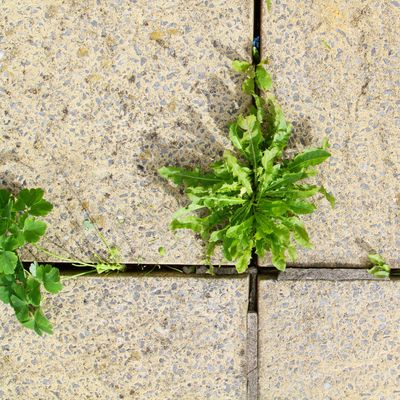 Watch out for these 5 weeds that seed early – experts say this is how to deal with them fast before they take over your garden