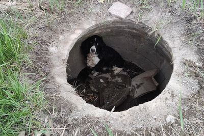 Dog found shivering in manhole after a month - and dumb luck helped firefighters spot the missing pooch