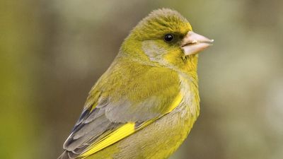 Ring and the RSPB are giving away 50 free cameras so you can enjoy birdwatching when you're away from home