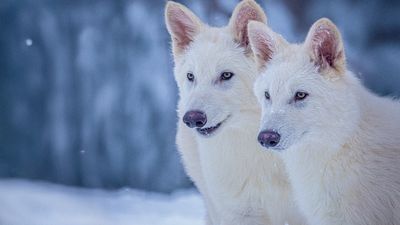 How related are dire wolves and gray wolves? The answer might surprise you.
