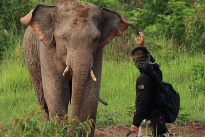 Soldier approaches wild elephant with knife