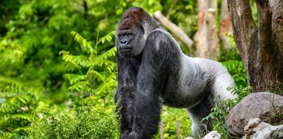 Who would win in a fight between 100 men and 1 gorilla? An evolutionary expert weighs in