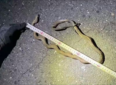 Snake on a train line: Japan’s busiest bullet train route brought to a halt
