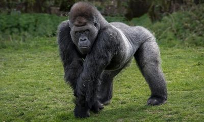 100 men v one gorilla: who would win – and why has the question gone viral?