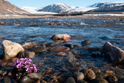 Arctic plant study reveals an ‘early warning sign’ of climate change upheaval