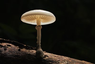 'Death Cap Mushroom Lady' Accused Of Poison Plot After Lying About Cancer To Lure Guests