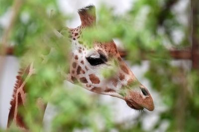 Female giraffe arrives at safari park in bid to boost breeding programme