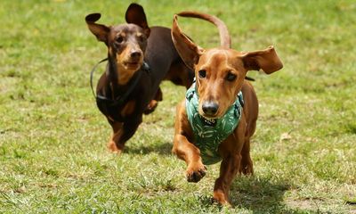 Dachshunds, kangaroos and a tortoise on the loose – take the Thursday quiz