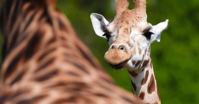 Endangered giraffe arrives at Scottish safari park in bid to boost breeding