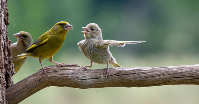 14 Of The Funniest Photos From This Year’s Wildlife Photography Contest That Are Comedy Gold