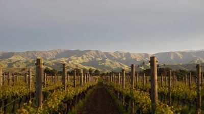 Why we shouldn’t turn up our noses at New Zealand sauvignon blanc