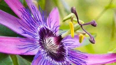 How to grow passion flowers in pots – the ultimate flowering vine that will transform any garden, whatever the size