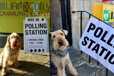 Dogs pose outside polling stations as owners urge voters to do ‘civic duty’