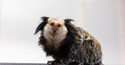 Monkey rescued after being found 'stressed' and addicted to marshmallows