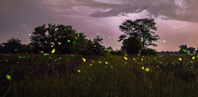 Fleeting fireflies illuminate Colorado summer nights − and researchers are watching
