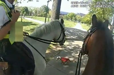 Two Met Police horses injured in attack by dog while out on patrol