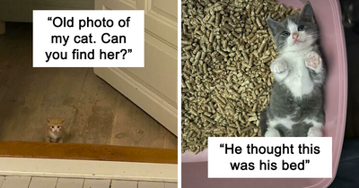 49 Of The Cutest Cats To Melt Your Heart