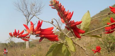 Burkina Faso and Mali’s fabulous flora: new plant life record released