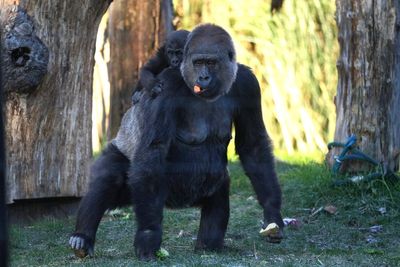 I’m an evolutionary expert. Here’s who would really win in a fight between 100 men and a gorilla