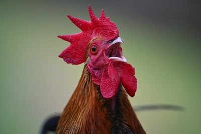 Cockerel owner hit with fine after neighbours complain about noisy bird
