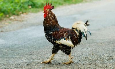 Man’s £4,000 fine for noisy rooster leaves neighbours cock-a-hoop
