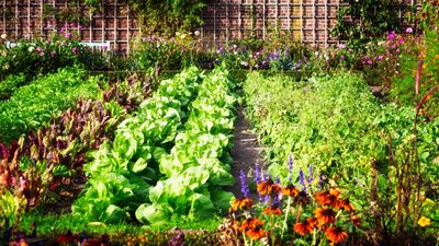 7 of the best vegetables to plant in May, plus expert sowing tips from a professional grower for happy plants and bumper harvests