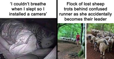 If The World Feels Like A Terrible Place, These 46 Wholesome Pics And Memes Might Cheer You Up