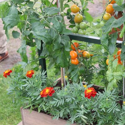 Pinching out your plants will bag you more harvests and flowers than ever before – and it's a really simple technique