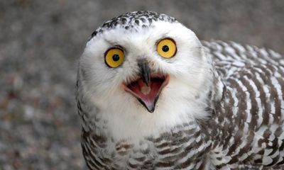 Collapsing bird numbers in North America prompt fears of ecological crisis – research