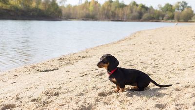 Miniature dachshund Valerie finally caught after over 500 days on Australian island