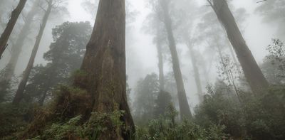 Logging devastated Victoria’s native forests – and new research shows 20% has failed to grow back