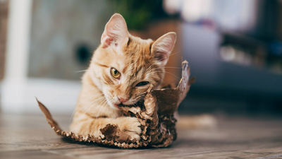 How to play with a cat without toys: 7 easy ideas, recommended by a vet